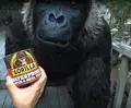 Vodotesné látky na opravu bazénov Gorilla Waterproof